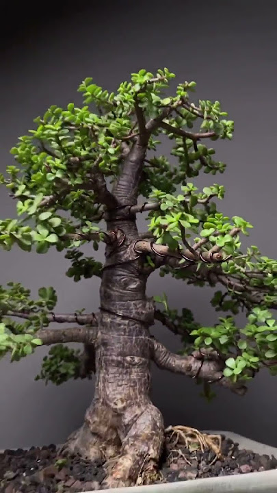 Pohon Bonsai giok saya yang berumur 20 tahun #shorts #bonsaitree #bonsai #jadebonsai