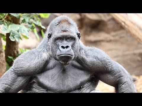 Vídeo: Diferença Entre Macacos E Gorilas