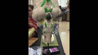 Cranial nerves on sheep brain