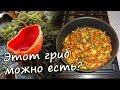 🍄 ГРИБ САРКОСЦИФА - где собирать, как готовить. Первые весенние грибы