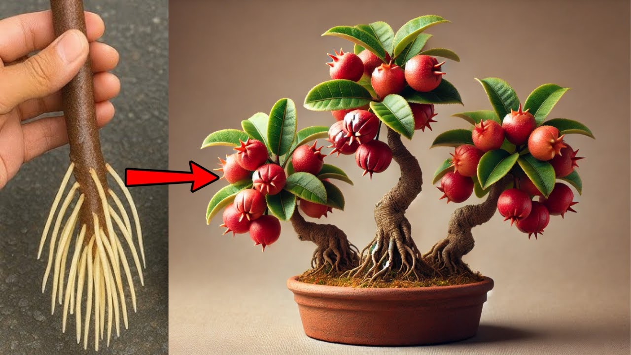 MORRIA E NÃO SABIA: É ASSIM Que A Estaca Vira Planta Saudável