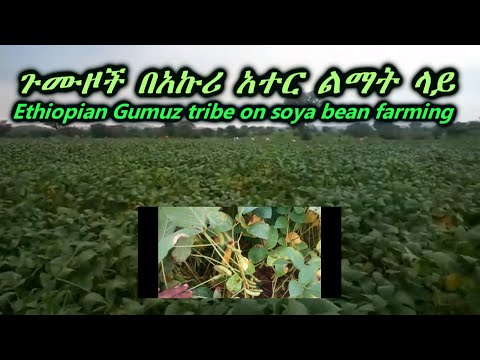 ቪዲዮ: በአኩሪ አተር ኖዱልስ?