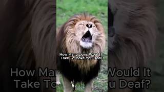 How Many Lions Roaring Would Make You Deaf?