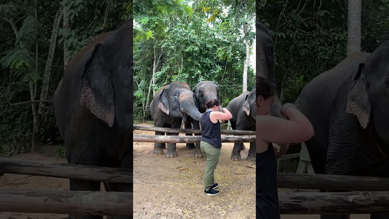 Kulen Elephant Forest Feeding Area