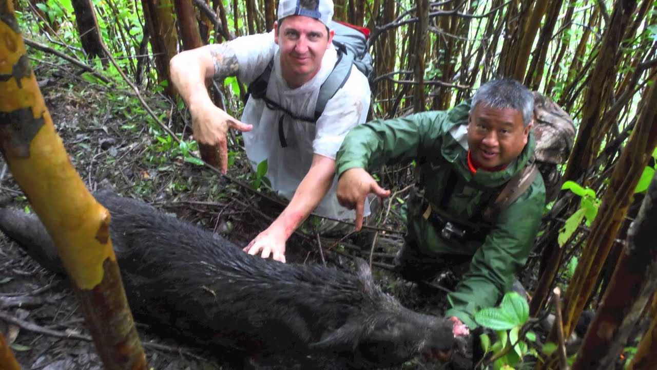 Nick Craft of California Goes Wild Boar Dog & Knife Hunting in Hawaii