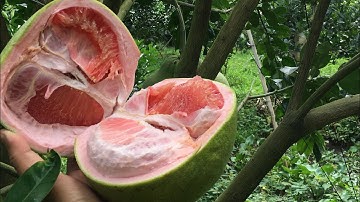 Chia sẻ một chút về cách xử lý tán cho bưởi ruby thái Lan-0919705120 chuẩn giống bưởi ruby thái Lan