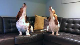 howling basset duet!