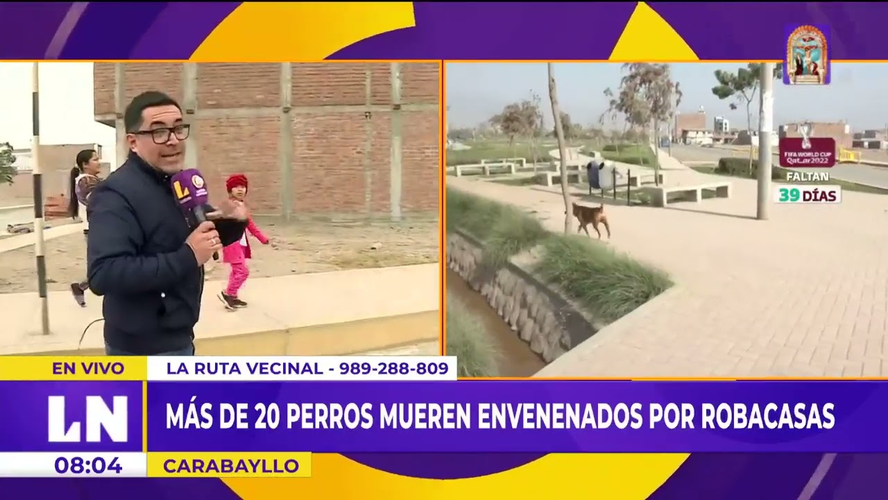 Más de 20 perros mueren envenenados por delincuentes en Carabayllo