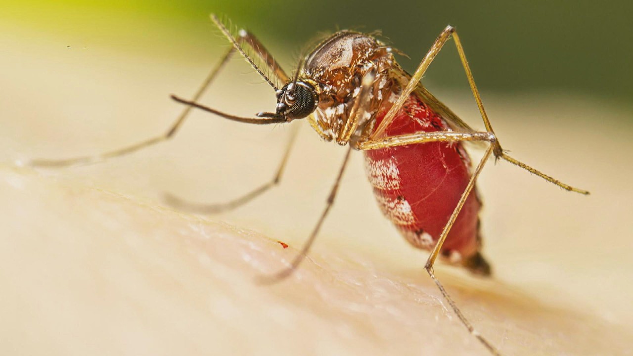West Nile Virus Makes Earlier Appearance Due To Climate Change