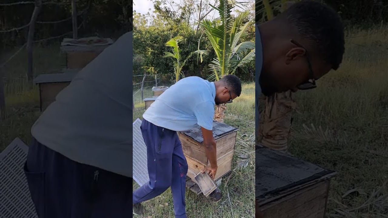 “Separadores nuevos para mi colmena | Trabajo real de campo”