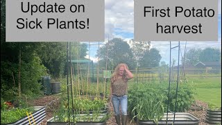 June - Sick Plants Update