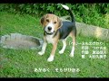 オリジナルカラオケonTV ペリーヌものがたり