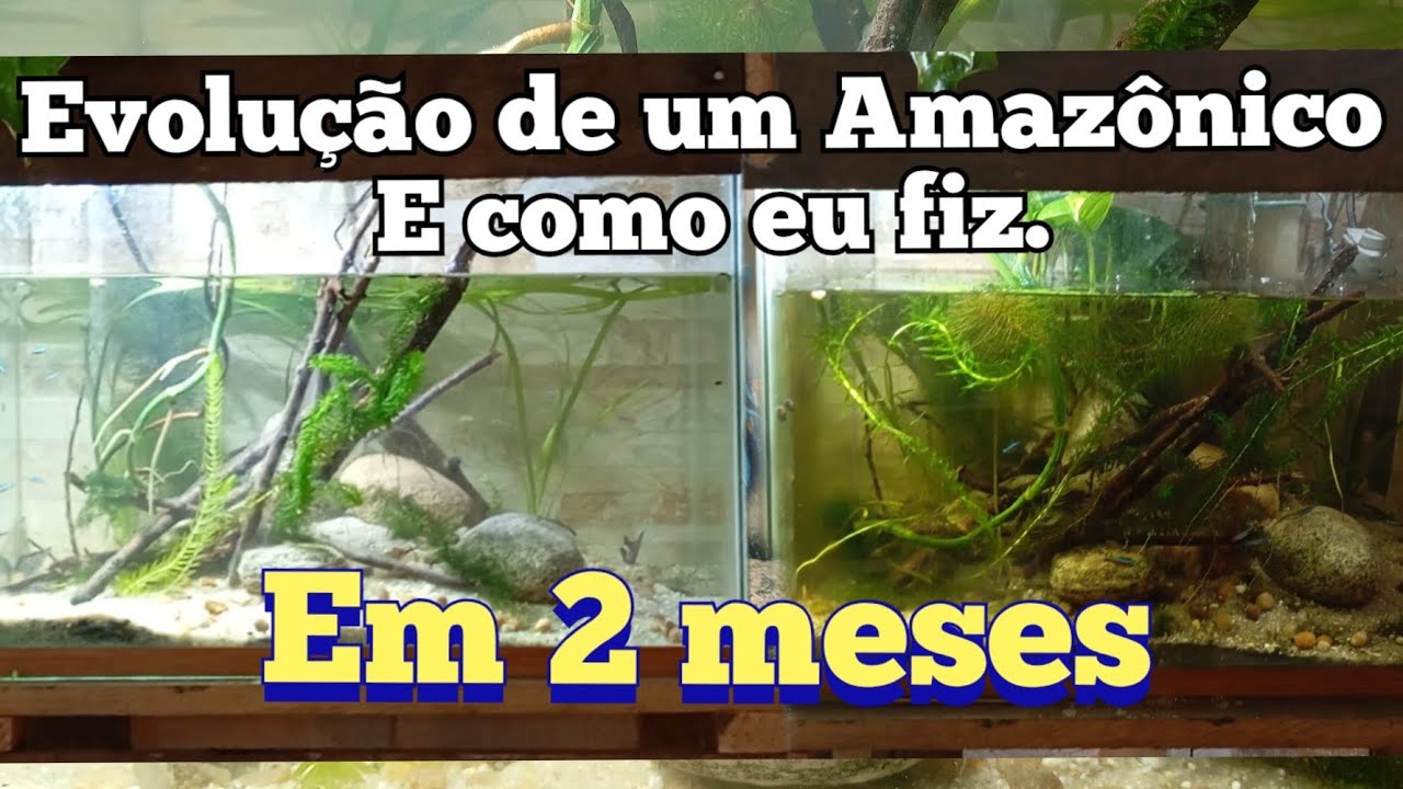 Como evoluir um aquário amazônico?