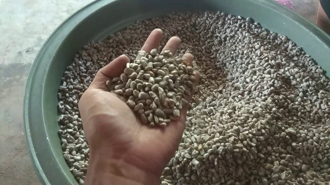 Biji bunga siap tanam 
