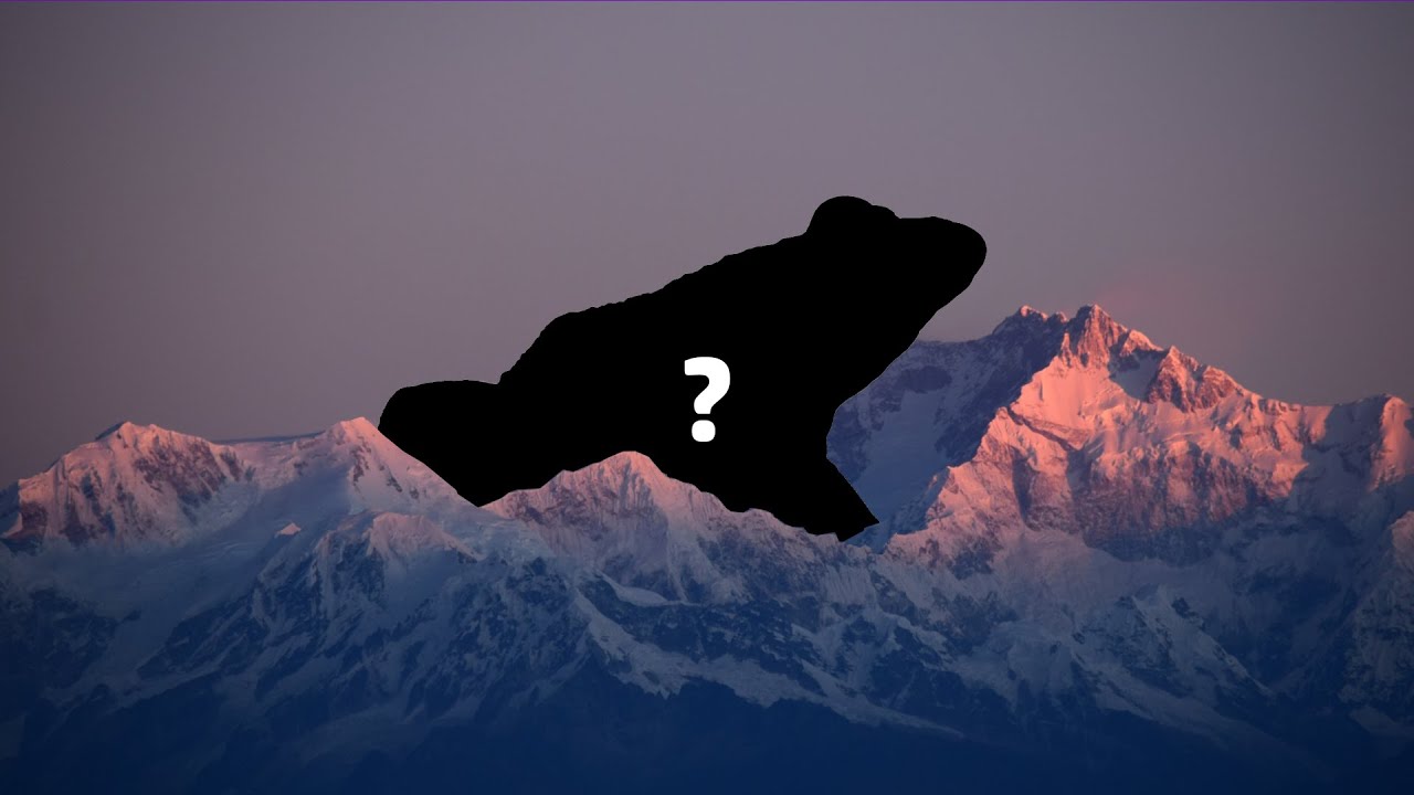 Top Ten Animals Ever YouTube