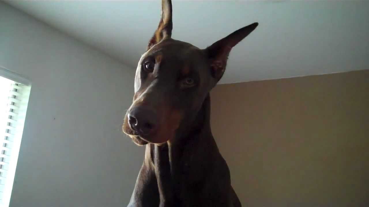 Howling Doberman YouTube