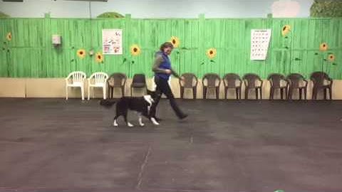 Homework: Freestyle Transitions Week #1