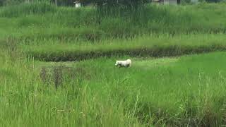 Happy dog in the rice field