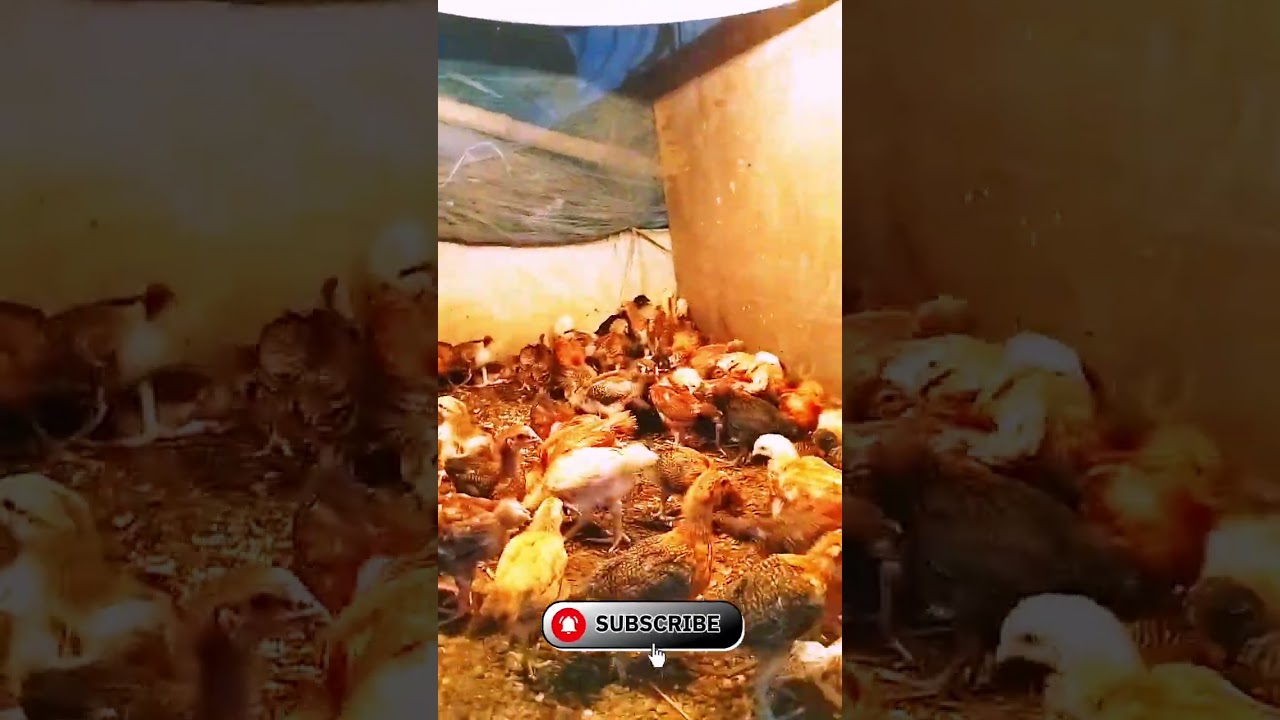 ৬ মাস বয়সি ডিমের অরিজিনাল টাইগার মুরগি বিক্রি করা হবে, সিলেট।