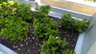 Neyzen Tevfik /Ali Naki Gündoğdu