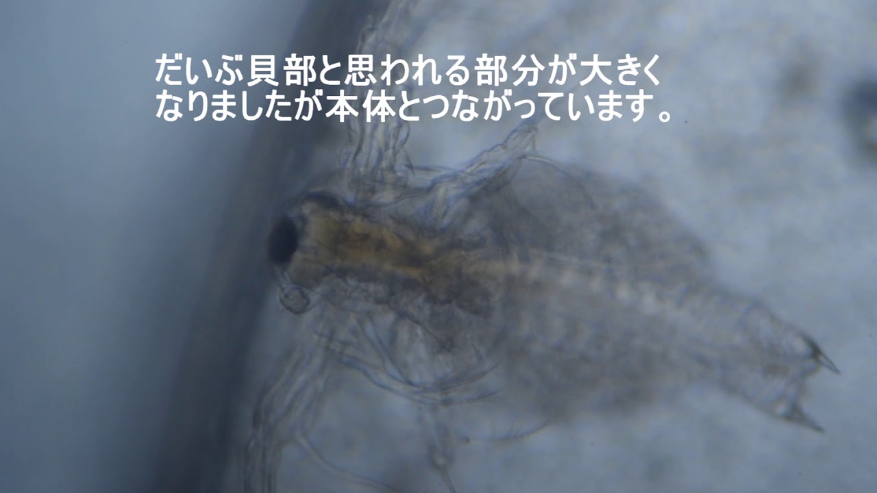 カイエビ(Clam shrimp) #10