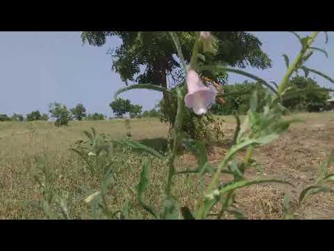 Dawa Ya Kuangamiza Nguvu Za Giza 255784120592 DR MUSSA