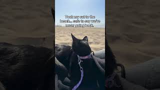 Cats on the Beach ⛱️ #cat #kitten #cute #funny #pets #catvideos #shorts
