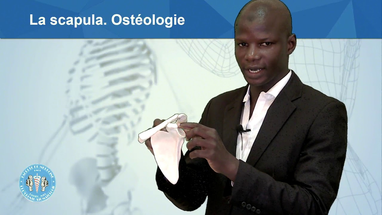 Ostéologie: la scapula (omoplate) décrite par le Dr Kante — Transcript