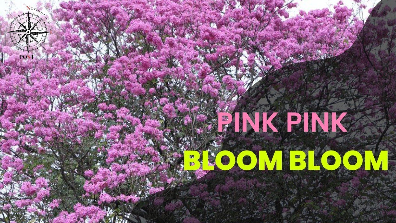 Pink Flower Bloom In Bangalore I Tabebuia I Tabebuia Rosea I Cubbon pink-flower-bloom-in-bangalore-i-tabebuia-i-tabebuia-rosea-i-cubbon
