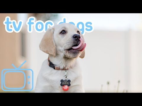 8 HOURS of DOG TV! Fun and Entertaining TV for Dogs! NEW 2019!