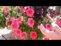 How to Keep your Petunias Looking Full and Flowering