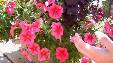 How to Keep your Petunias Looking Full and Flowering