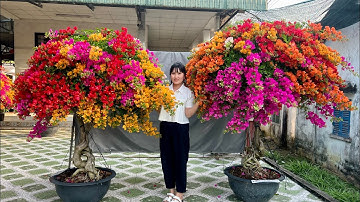 Cây cảnh 3/2 chào bán Hoa Giấy Ngũ Sắc siêu hoa tàn dày lớn, gốc đẹp - Ngọc Bích #0706961085