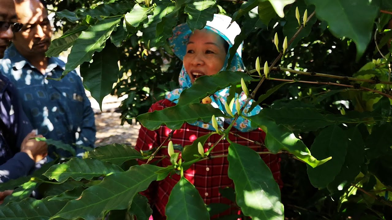 咖啡樹如何剪枝