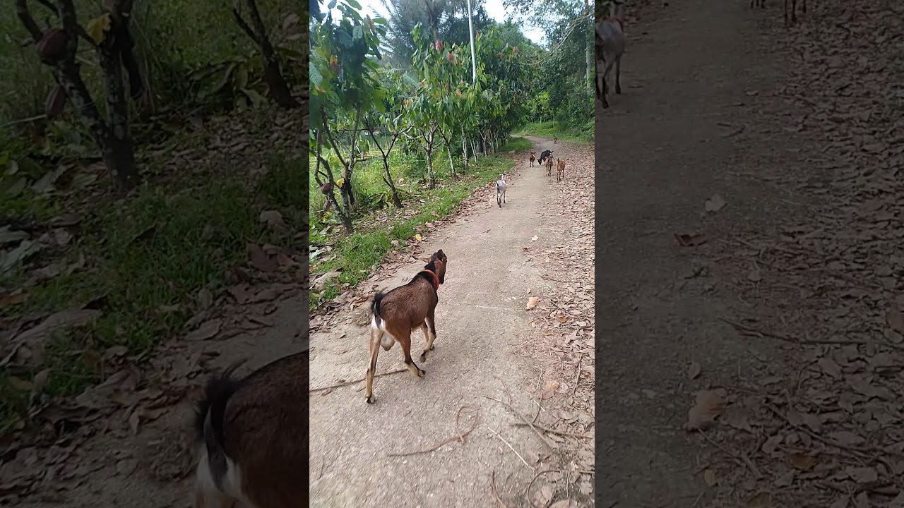 Kambing kacang di anggon 