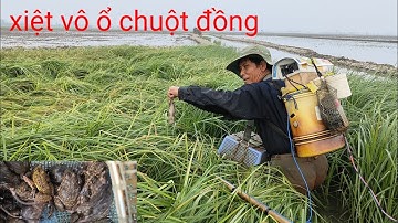 xiệt vô ổ chuột đồng trong đám cỏ ếch bự khủng khiếp. mùa lúa chuẩn bị xạ