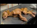 飼い主に見放された子犬。それはあまりに辛すぎる姿でした。そんな子犬に与えられた予想外の大役とは!?【素敵な話】