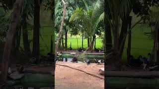@កសិកម្មខ្មែរ #cooking #duck