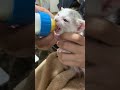 ลูกแมวจร หิวจัดดูดนมจากขวดนม หิว หิว ใช่ไหมลูก