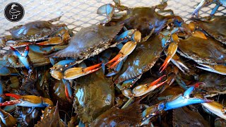 Louisiana Blue Crabs (Catch \& Cook) HAND LINES!