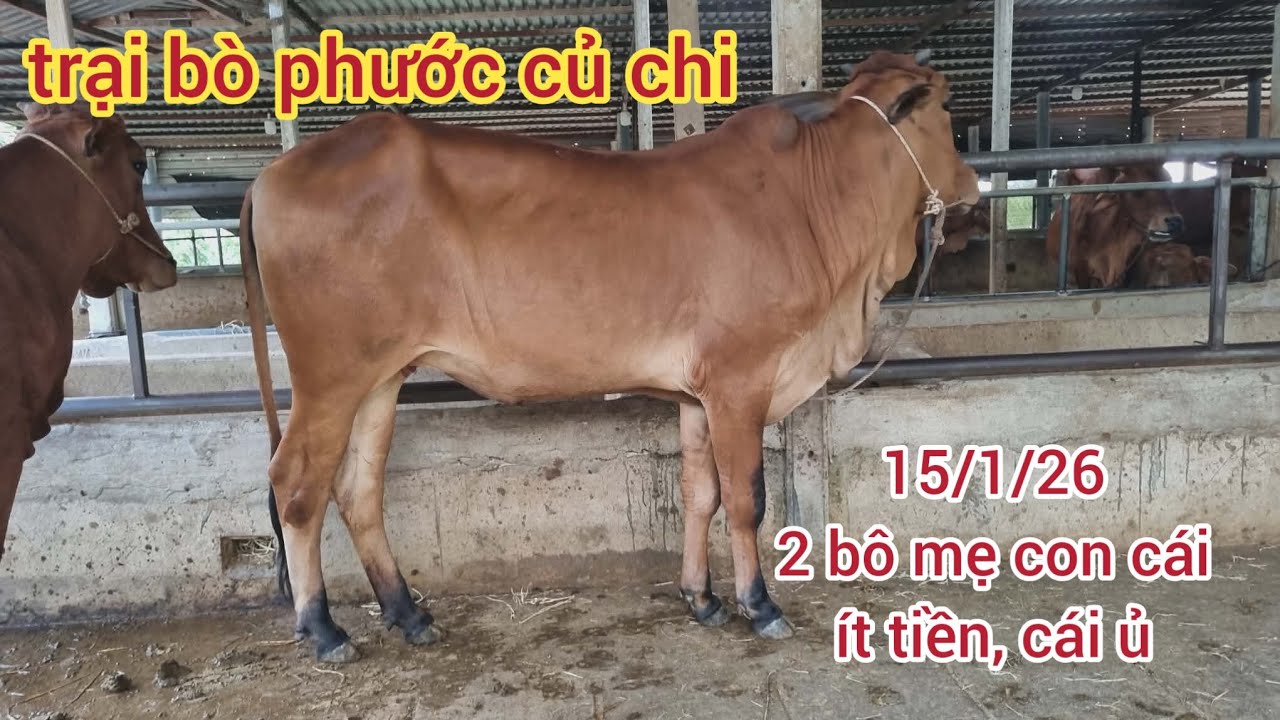 15/1/26: 2 bộ mẹ conit tiền: 23,5& 25,5 , cái tách con & cái tơ: 36