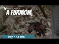 BIRTHDAY NA NAMAN NI DADDY! | Inside The Life Of A Furmom