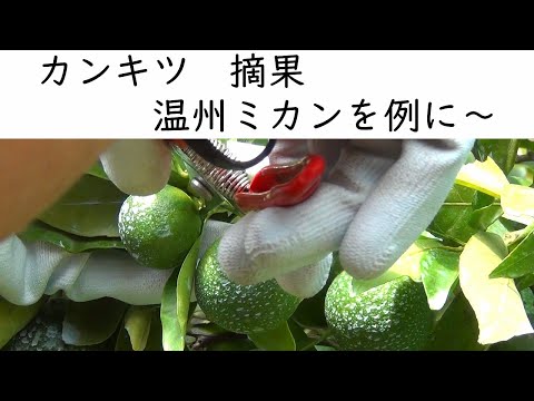 お家で果樹栽培60 カンキツ 温州ミカン 摘果 Youtube