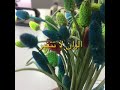 ورد لا يذبل مدي الحياه