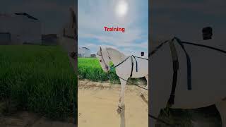 Horse training #horseracingpicks #horsepowerobsessed #horse #remix #trending #animals #slowandreverb