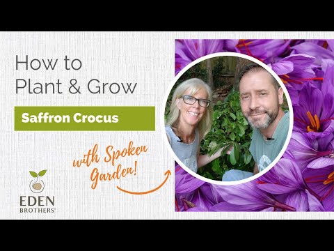 Video: Growing Saffron: How To Grow Saffron Crocus Bulbs