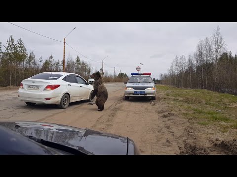 Video till Björn hänger med poliser