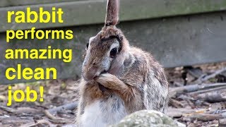 Rabbit Performs Full Body Wash !