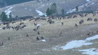 Heard of Elk on the move Bighorn Mountains 2022