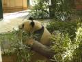 Panda Cub Fu Long and his doodle bugs